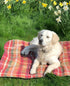 red-tartan-dog-throw-on-grass